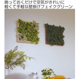 人工観葉植物 壁面 フレーム付 | livingut | 詳細画像2