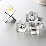 ペーパーウェイト Casimir 昆虫標本 | livingut | 詳細画像15 