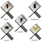 ペーパーウェイト Casimir 昆虫標本 | livingut | 詳細画像4 