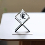 ペーパーウェイト Casimir 昆虫標本 | livingut | 詳細画像9 