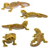 オブジェ フトアゴヒゲトカゲ ペットバンク | livingut | 詳細画像2 