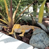 オブジェ フトアゴヒゲトカゲ ペットバンク | livingut | 詳細画像6 