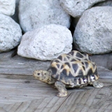 オブジェ インドホシガメ ペットバンク | livingut | 詳細画像1