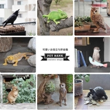 オブジェ インドホシガメ ペットバンク | livingut | 詳細画像11