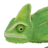 オブジェ カメレオン ペットバンク | livingut | 詳細画像4 