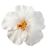 ヘアクリップ ヘアアクセサリー レディース | アクセサリーショップPIENA | 詳細画像13 