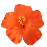 ヘアクリップ ヘアアクセサリー レディース | アクセサリーショップPIENA | 詳細画像15 