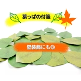 付箋 ふせん 伝言メモ | PlusNao | 詳細画像11