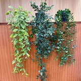 フェイクグリーン 植木鉢付き 人工観葉植物 | PlusNao | 詳細画像2