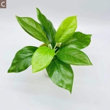 フェイクグリーン 造花 人工観葉植物 | PlusNao | 詳細画像10 