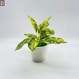 フェイクグリーン 造花 人工観葉植物 | PlusNao | 詳細画像11 