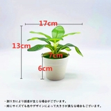 フェイクグリーン 造花 人工観葉植物 | PlusNao | 詳細画像13 