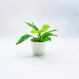 フェイクグリーン 造花 人工観葉植物 | PlusNao | 詳細画像4 