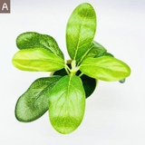 フェイクグリーン 造花 人工観葉植物 | PlusNao | 詳細画像8 