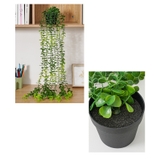 フェイクグリーン 人工観葉植物 造花 | PlusNao | 詳細画像7