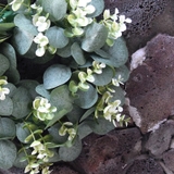 グリーンリース リース 壁飾り | PlusNao | 詳細画像15