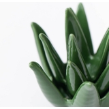 アクセサリトレイ アクセサリースタンド グリーン風 | PlusNao | 詳細画像7 