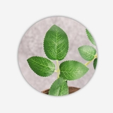 フェイクグリーン 造花 インテリア雑貨 | PlusNao | 詳細画像11 