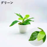 フェイクグリーン 人口観葉植物 造花 | PlusNao | 詳細画像10