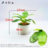 フェイクグリーン 人口観葉植物 造花 | PlusNao | 詳細画像12