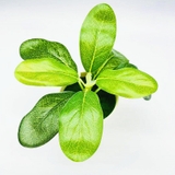 フェイクグリーン 人口観葉植物 造花 | PlusNao | 詳細画像3