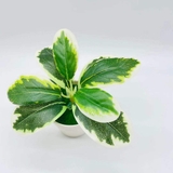 フェイクグリーン 人口観葉植物 造花 | PlusNao | 詳細画像4