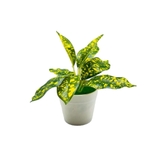 フェイクグリーン 人口観葉植物 造花 | PlusNao | 詳細画像6