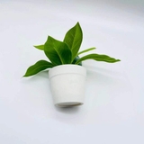 フェイクグリーン 人口観葉植物 造花 | PlusNao | 詳細画像8