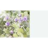 造花 フェイクフラワー アーティフィシャルフラワー | PlusNao | 詳細画像15 