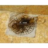 排水口シール 排水溝シール 30枚入り | PlusNao | 詳細画像5 
