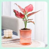 植木鉢 フラワーポット 多肉植物ポット | PlusNao | 詳細画像10