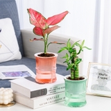 植木鉢 フラワーポット 多肉植物ポット | PlusNao | 詳細画像4