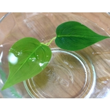 フェイクグリーン 人工観葉植物 造花 | PlusNao | 詳細画像4
