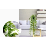 フェイクグリーン 人工観葉植物 造花 | PlusNao | 詳細画像7