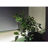 フェイクグリーン 人工観葉植物 造花 | PlusNao | 詳細画像9