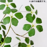 フェイクグリーン 大 人工観葉植物 | PlusNao | 詳細画像3 