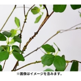 フェイクグリーン 大 人工観葉植物 | PlusNao | 詳細画像4 