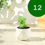 フェイクグリーン 単品 鉢植え | PlusNao | 詳細画像14 