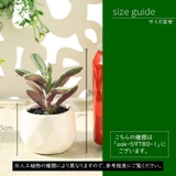 フェイクグリーン 単品 鉢植え | PlusNao | 詳細画像20 