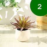 フェイクグリーン 単品 鉢植え | PlusNao | 詳細画像4 