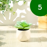 フェイクグリーン 単品 鉢植え | PlusNao | 詳細画像7 