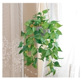 フェイクグリーン 人工観葉植物 観葉植物 | PlusNao | 詳細画像5 
