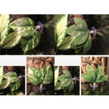 フェイクグリーン 人工観葉植物 葉 | PlusNao | 詳細画像3