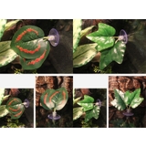 フェイクグリーン 人工観葉植物 葉 | PlusNao | 詳細画像5