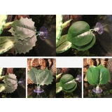 フェイクグリーン 人工観葉植物 葉 | PlusNao | 詳細画像6