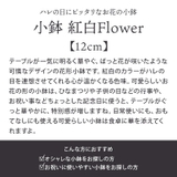 小鉢 12cm 紅白Flowerボウル | EAST table | 詳細画像3
