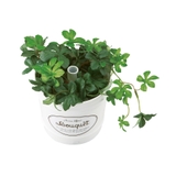 アロマディフューザー ブーケ | Toffy store | 詳細画像5 